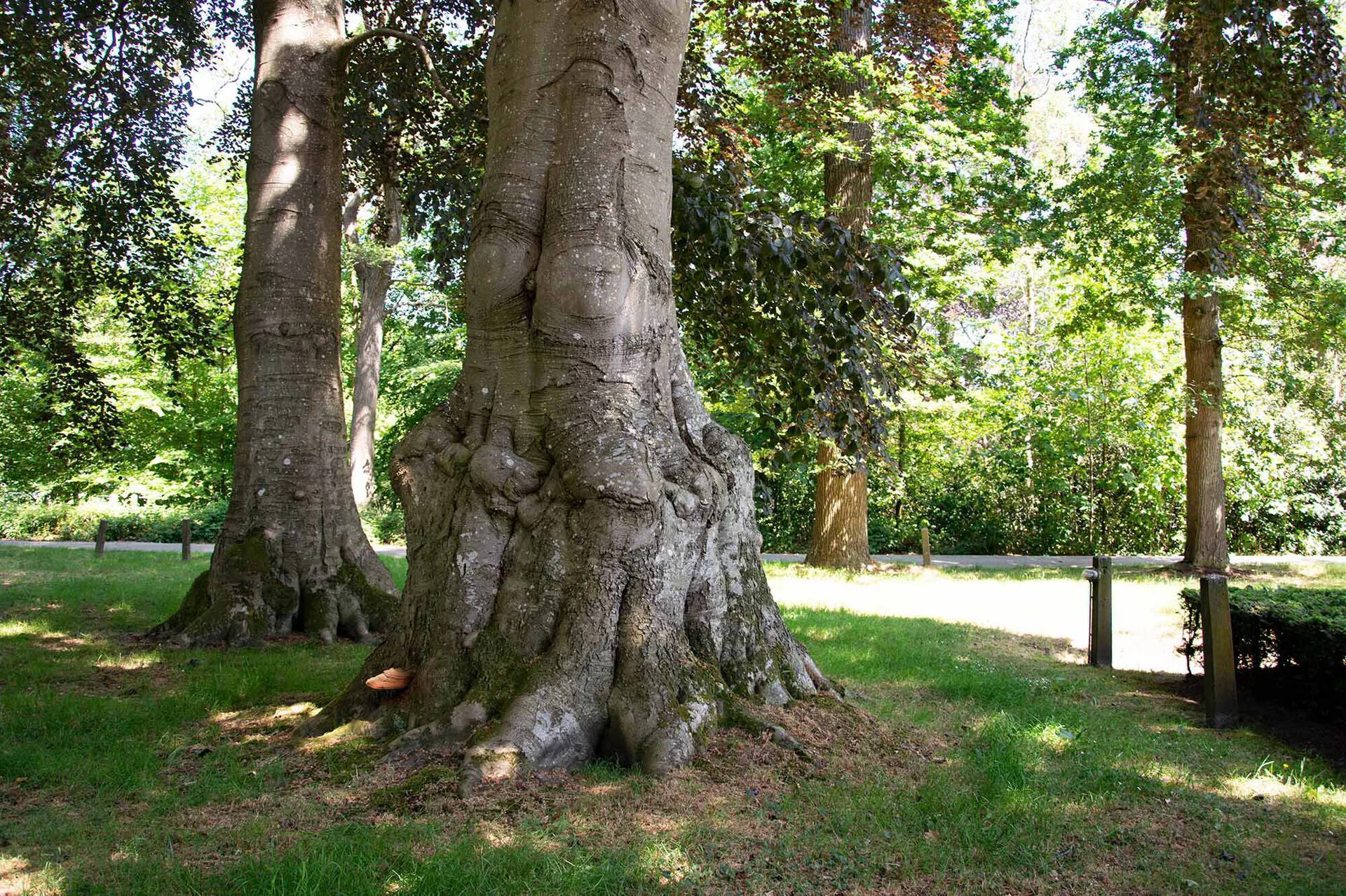 Onderzoek aan monumentale bomen voor Staatsbosbeheer