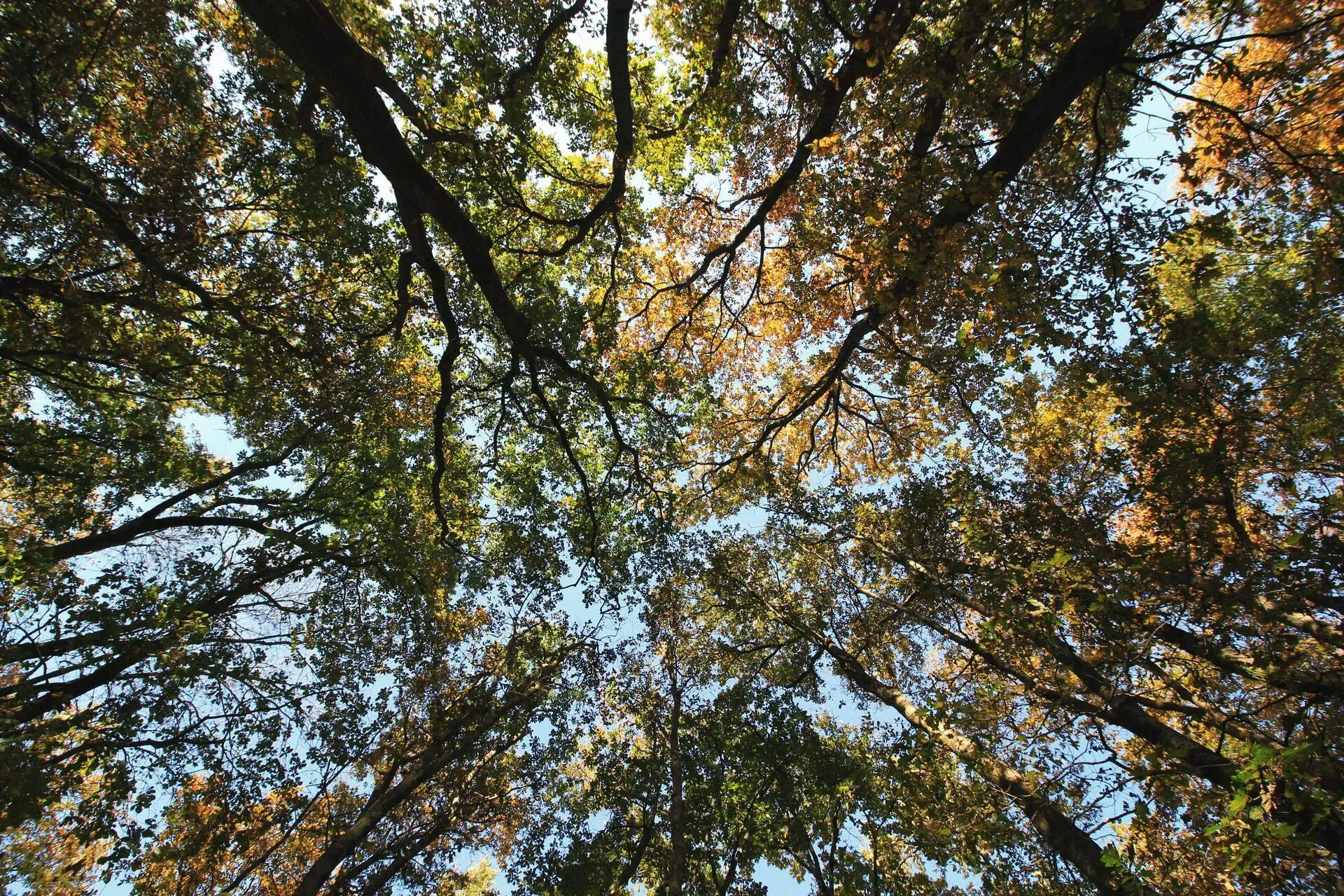 Onderzoek door spechtengaten: hoe gezond zijn de bomen nog? 