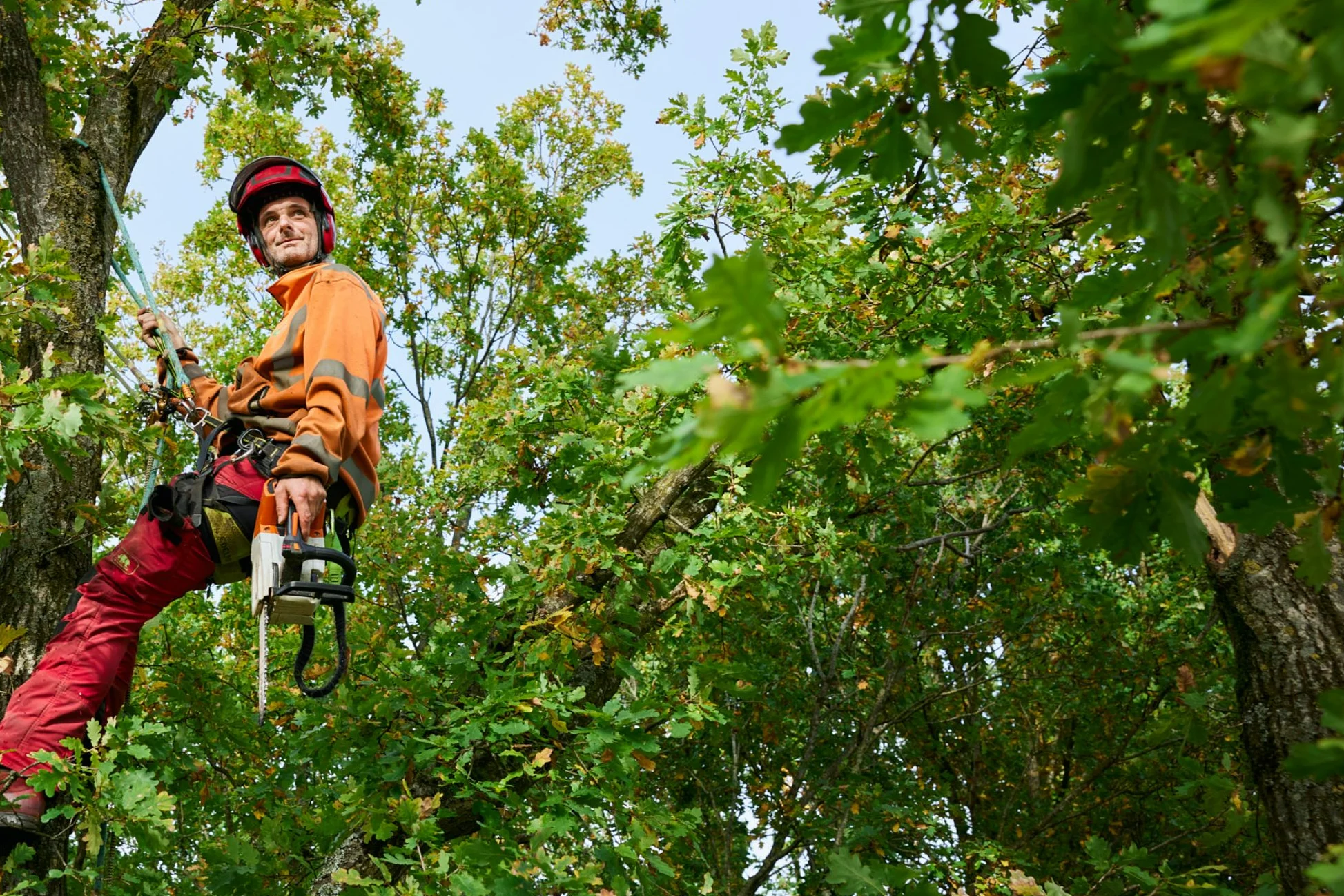 Snoeien van bomen door European Tree Workers (ETW)